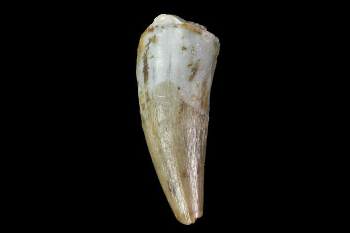 Fossil Phytosaur Tooth - Arizona #88612